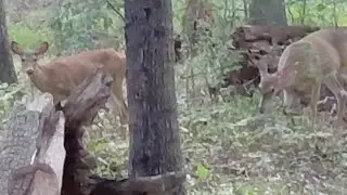 Humans can communicate with Deer