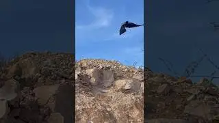 Beautiful crow❤️❤️❤️