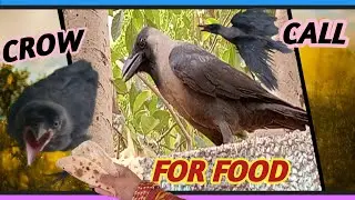 Crow Call For Food | Crow Sounds | Crow Call To Attract Crows | Crow Call |