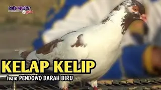 BEST PERFOME KELAP KELIP ; JAWARA LAPAK PPIP PRALOMBA 2