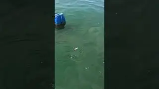 N&atilde;o pegou😱 Cardume de Gaiviras