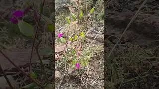 Senderismo por Tepetitlan Hidalgo 