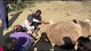 Редкий момент: верблюдица рожает 😮🐪 Как рожает верблюдица | Реальные кадры