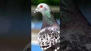 Pigeon sounds ❤️