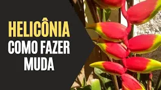 Heliconia: Como Fazer Muda