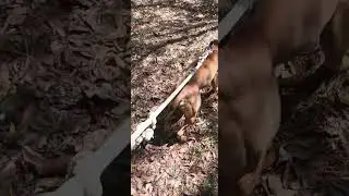 Змеи в собаках.