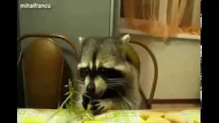 I'm a Raccoon by Poco Drom. Children's song with cute raccoons!!!