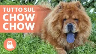 CHOW CHOW - Caratteristiche e Curiosit&agrave;