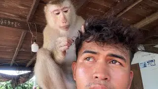 Singing And Cute Lip Smacking!! Cute Zueii Monkey Grooming My Hair