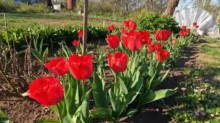 Тюльпаны, цветы, сад #цветы  #spring #flowers #tulips