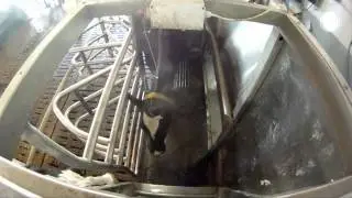 Fullwood Merlin robotic milking machine &ndash; in action in Germany