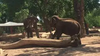 Elephant's Roar