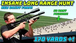 Insane Long-Range Hunt | FX Impact M3 Compact | FX Crown Mk2 | Air Venturi Avenger - Pest Control
