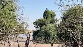 The Ultimate Drive Safari Experience in Botswana 