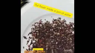 how to make Hibiscus flower tea rinse for massive hair growth.