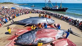 $1,000,000 Haul &ndash; Giant Atlantic Bluefin Tuna Longline Operation Documentary