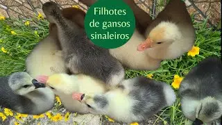 COMO CUIDAR DOS FILHOTES DOS GANSOS. #geese 