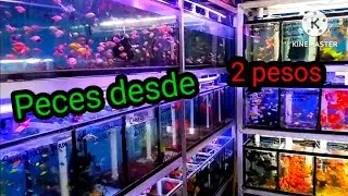 Incre&iacute;ble peces baratos visitando #mexico mercado de peces mixihuca CDMX  #peces #mexico #aquarium
