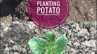 Planting Potatoes in a Raised Bed No Tilt #nodig #notilt