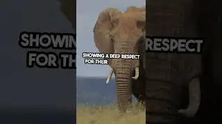 Elephants Touching Rituals of Mourning #secrets