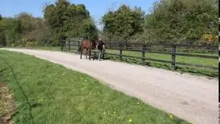 Horsesales.ie - NEW Lawman