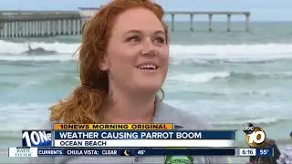 Wet weather is good news for baby parrots