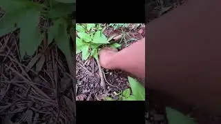 Catching insects in the garden  got Mantis Caterpillars Larva WhiteTadpoles Betta fish 084