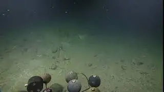 ROV Hercules Dive NA121 H1815 2020 09 22 00 20 58 736 UTC 0