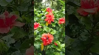 Bangalore variety joba flowers plants🌺||flowers status❤||gardening🌿||#joba_tech #status #shorts