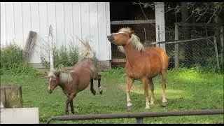 Horse Fight! Shetland vs. Haflinger