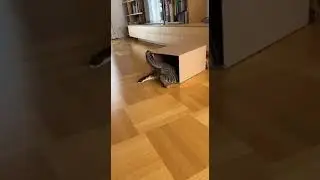 Cat Completely Misses The Box Jump