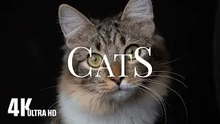 Relax with Cats | 4K UHD 60fps Dolby Vision