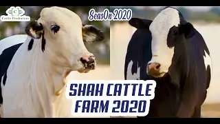 Shah Cattle Farm 2020 | Seas0n 2020 | Cattle Production