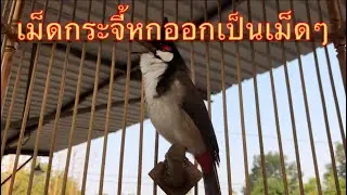 แม่บทใต้เดินเพลงเม็ดกระจี้หกออกเป็นเม็ดเม็ด#Chào mào#Red-whiskered BulbulI  Pycnonotus jocosus#red