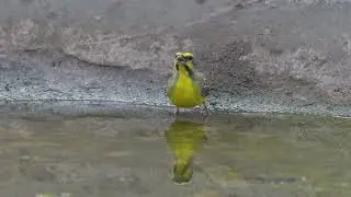 Yellow-fronted Canary (Crithagra mozambica) - E Killy (Gambia) 26-11-2024