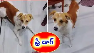 Pomeranian Cross Breed dog for free adoption in telugu/9010065413 /aj pets