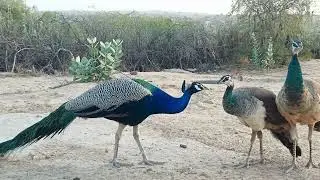 Love of Peacock and Peahen #peacock