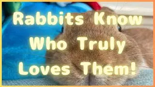 Rabbits Choose the Person Who Truly Loves Them | How Your Love Comes Back to You