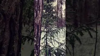 Beautiful Winter Nature Woods Snow Spruce Background video 4K | No copyright footage