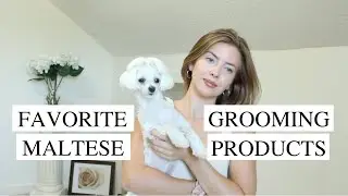 Best Maltese Grooming Products! 2022