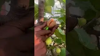 Fruit plant that eat insect in my garden/ #shorts #anjrural