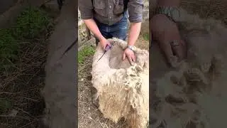 Shearing our Angora goats  #angora #fiberfarm #mohair