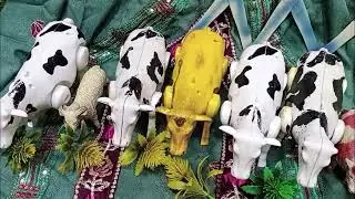 WADIDAU PROSES POTONG SAPI QURBAN SIMOLASI POTONG SAPI QURBANI IDUL IDHA COW