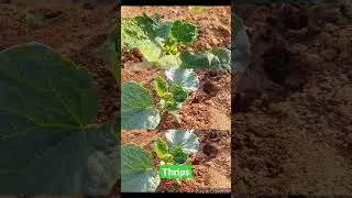 Thrips Attack #thrips | thrips ko kaise control kare #agriculture #foodfarming #cucumber_farming