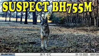 Suspect BH755M Game Camera - What Wildlife Came By
