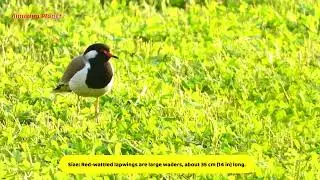 Red-wattled lapwing Video - Vanellus indicus - Asian Lapwing - Large plover