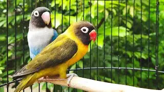 Lovebird Chirping Sounds - Olive Personata & Blue Personata