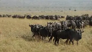 The wildebeest survival