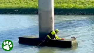 Snapping Chihuahua Makes Rescue Difficult