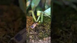 Bombardier Beetles Acid Attack Japanese Praying Mantis #prayingmantis #bombardier #insects